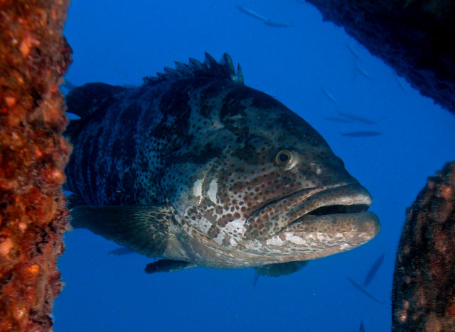 Epinephelus coioides